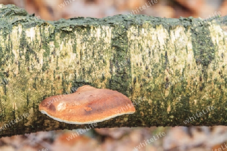 Birken-Zungenporling,Piptoporus betulinus(Porlinge) an einer abgestorbene Birke