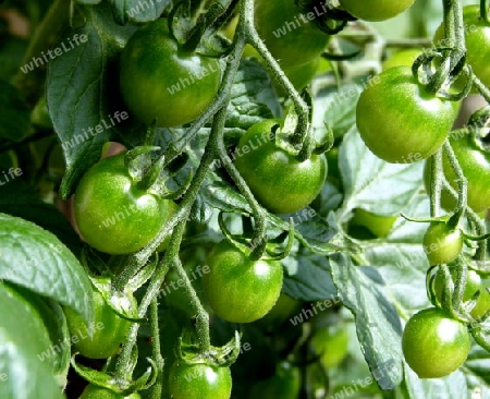 Unreife Tomaten am Busch