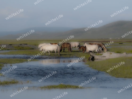 mongolei_pferde am fluss