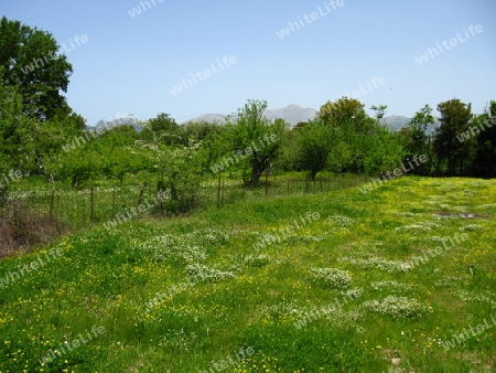 Frühlingswiese  auf dem Lassithi  Plateau