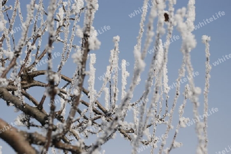 Frozen branches with ice crystals
