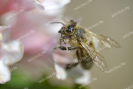 Honigbiene ( Apis) sucht Nektar auf den Bl?ten einer Weigelie ( Weigela, Weigelia), Brandenburg, Deutschland, Europa