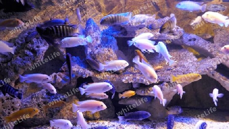Fische im Aqarium