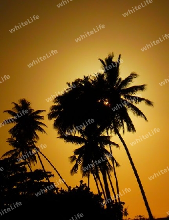 Palmen bei Nacht