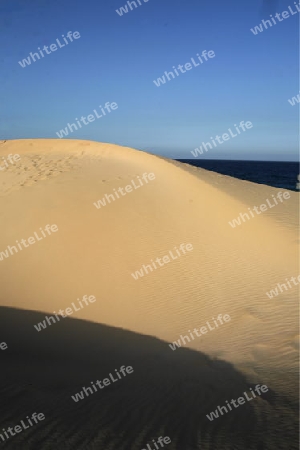 the Sanddunes of Corralejo in the north of the Island Fuerteventura on the Canary island of Spain in the Atlantic Ocean.