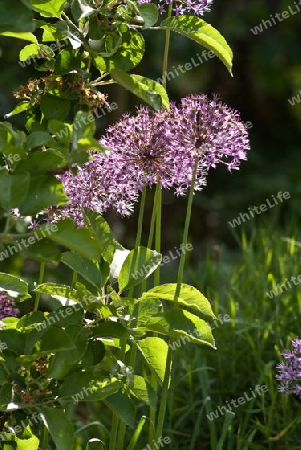 Zierlauch, Allium, Purple Sensation