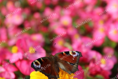 Schmetterling, Butterfly