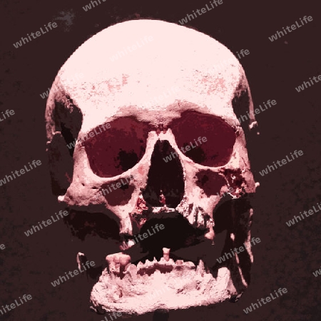 Skull 012