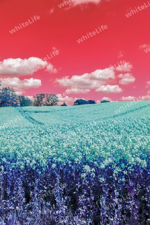 Infra red hyper color shot of flowering rape against a blue sky with clouds. Abstract landscape background with empty space