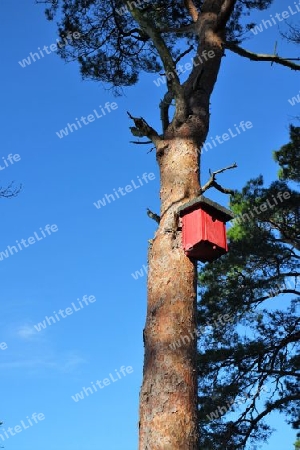 Baum mit rotem Vogelhaus