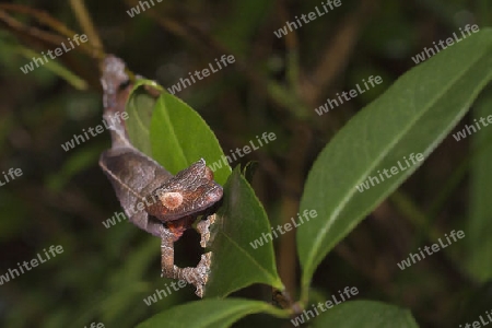 Blattschwanzgecko, Madagaskar