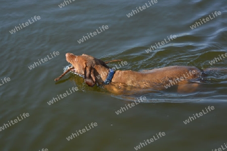 Schwimmender Hund Magyar Vizsla