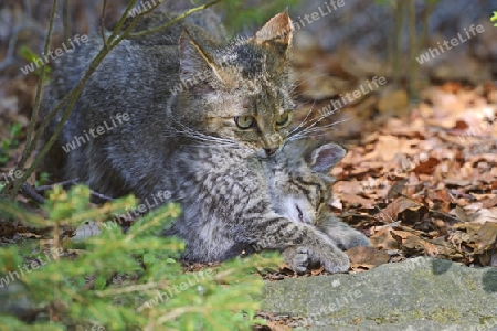 Wildkatze (Felis silvestris) tr?gt Jungtier, captive, Bayern, Deutschland