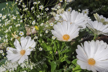 Beautiful margerite flowers in a european garden in white color.