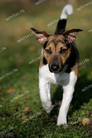 Jack Russel-Action