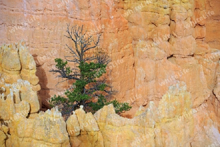 einsam stehende Pinyon Kiefer, Pinus spec., bei Sonnenaufgang, Bryce Canyon Nationalpark, Utah, Suedwesten USA