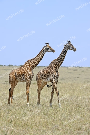 Massai-Giraffe (Giraffa camelopardalis tippelskirchi),  im Grasland, Masai Mara, Kenia, Afrika