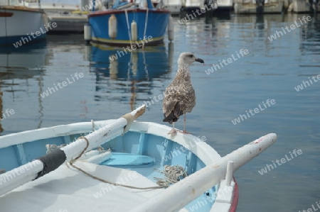 Moewe auf dem Boot
