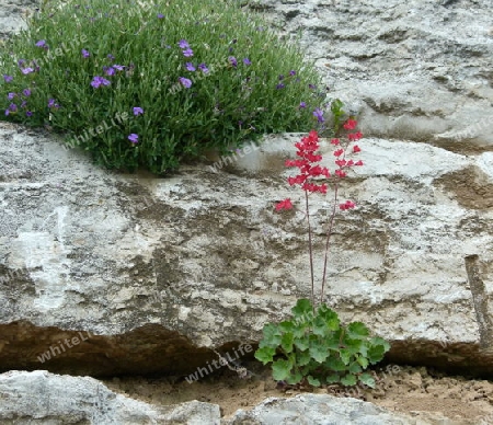 Natursteinmauer mit Pflanzen 3