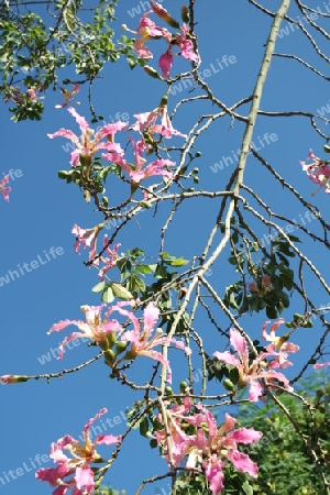 Florettseidenbaum Blüten