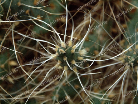 duenner Kaktus mit sehr langen Stacheln