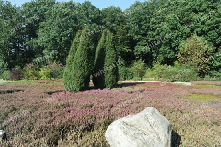 Heidegarten in Schneverdingen,  Lüneburger Heide