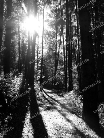 Wanderung im herbstlichen Wald mit Sonne in schwarz-wei?