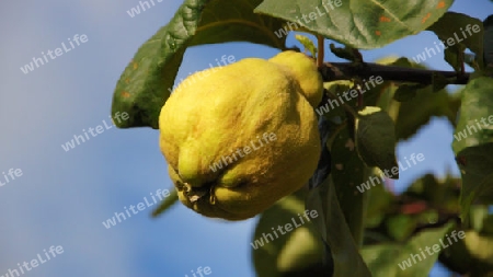 Birnbaum mit einzelner Birne in der Morgensonne - Pear with single pear in the morning sun