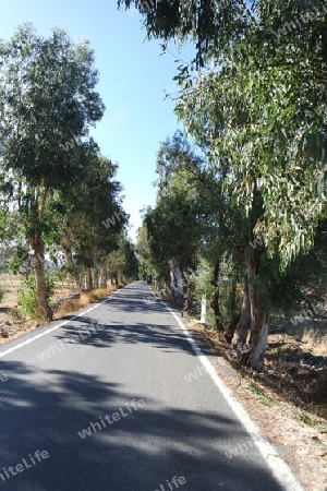Eukalyptusallee auf Kreta