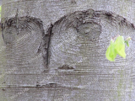 Baum Gesicht Mund Auge Nase