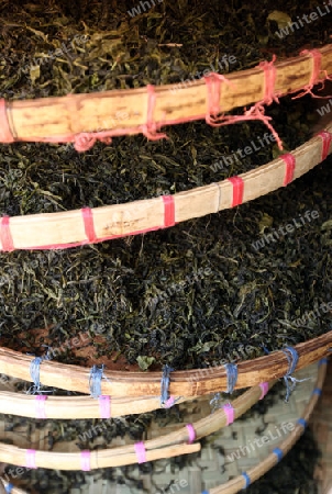 Teepflueckerinnen sortieren Teeblaetter in einer Tee Plantagen beim Bergdorf Mae Salong in der Huegellandschaft noerdlich von Chiang Rai in der Provinz Chiang Rai im Norden von Thailand in Suedostasien.