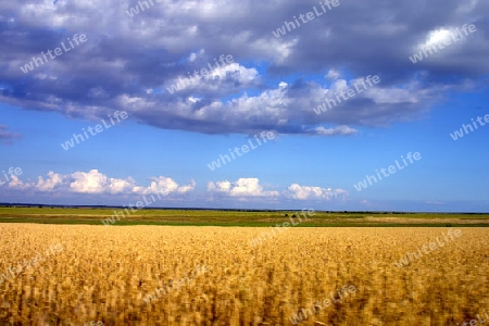 Ukrainian field
