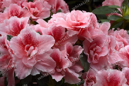 verschiedene Zuchtformen eines Rhododrendron (Rhododendron strigillosum ) Deutschland