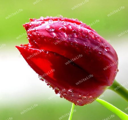 rote Tulpe nach Regen