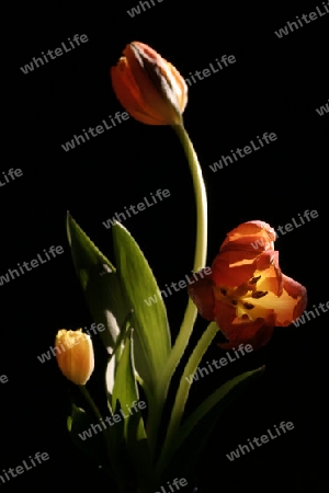 Tulpe (Tulipa gesneriana, Liliaceae)