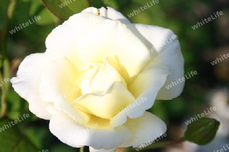 Eine weiße Rose von der Insel