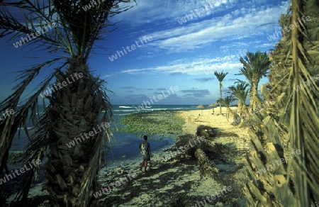 Ein Sandstrand auf der Insel Jierba im Sueden von Tunesien in Nordafrika.