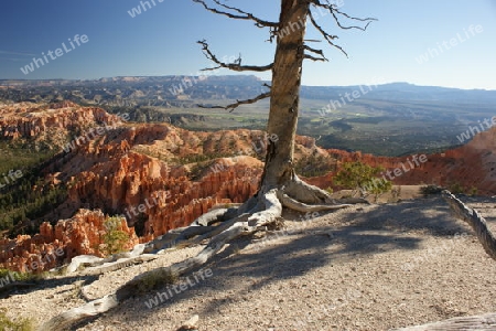 Tree @ Bryce Canyon