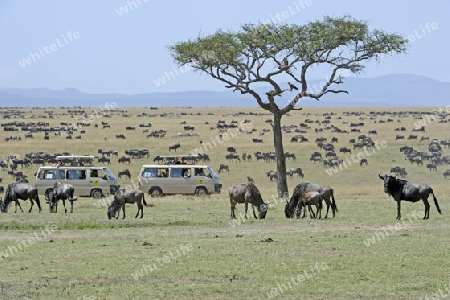 Gnus , Gnu (Connochaetes taurinus), Herde auf Weideland, im Hintergrund Safariwagen,  Masai Mara, Kenia, Afrika