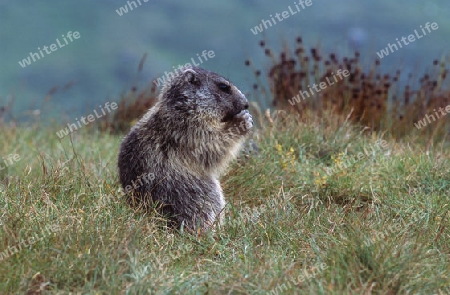 Almenmurmeltier (Marmota marmota)
