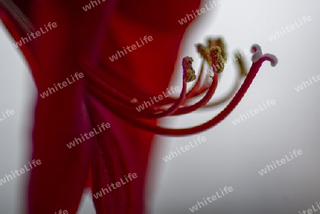 Amaryllis im Detail