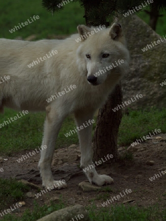 Weisser Wolf im Wald