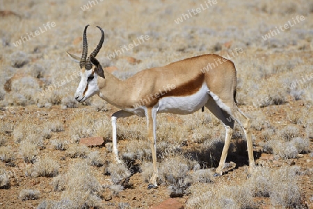 Springbock (Antidorcas marsupialis), Namib Naukluft Nationalpark, Sossusvlei, Namibia, Afrika