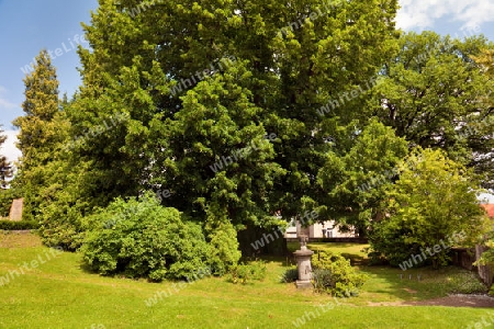 thousand years old linden tree