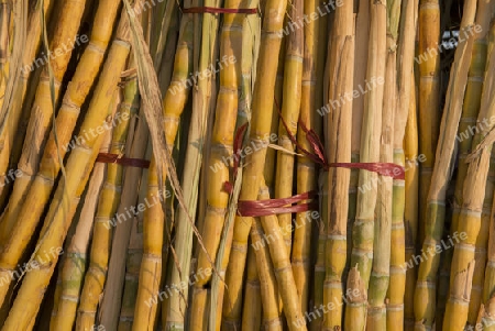 sugar cane near the Town of Myingyan southwest of Mandalay in Myanmar in Southeastasia.