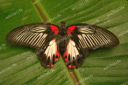Papilio polytes (Gew?hnlicher Mormone)