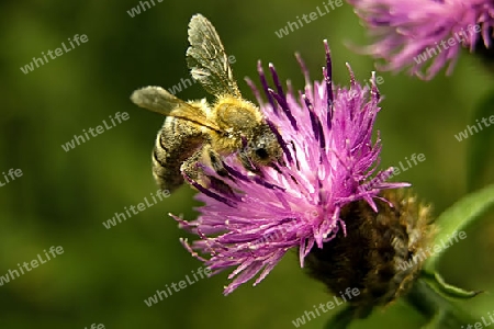 Biene auf Distel