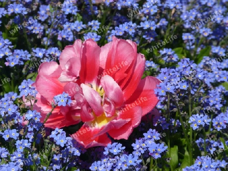 Blumenbeet mit Tulpe und Vergi?MeinNicht 1