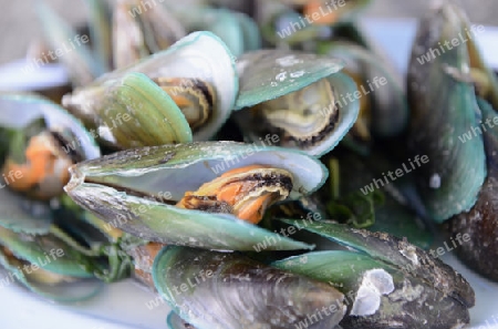 Miesmuscheln in einem Seafood Restaurant in der Hauptstadt Phuket Town auf der Insel Phuket im sueden von Thailand in Suedostasien.