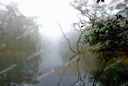 Nepal - Morgennebel im Chitwan Nationalpark
